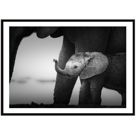 QUADRO INCORNICIATO 33x43 cm Elefanti P2258