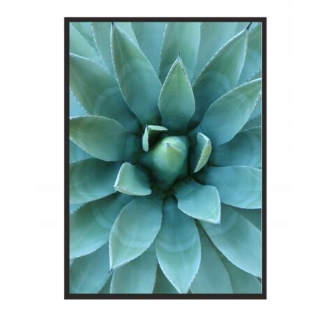 QUADRO, POSTER IN CORNICE 33x43 cm Aloe P512