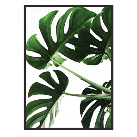 QUADRO, POSTER IN CORNICE 33x43 cm Monstera P546