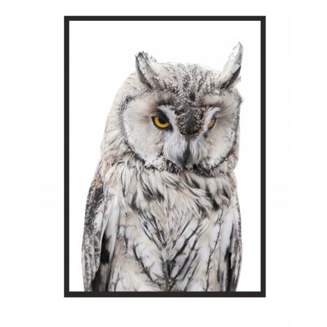 QUADRO, POSTER IN CORNICE 73x53 cm Gufo P509