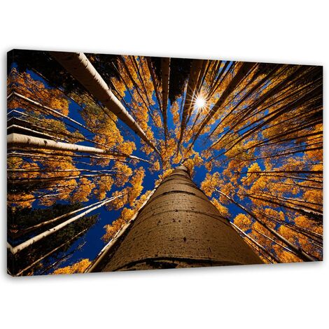 Quadro su tela, Alberi Foresta Paesaggio - 60x40