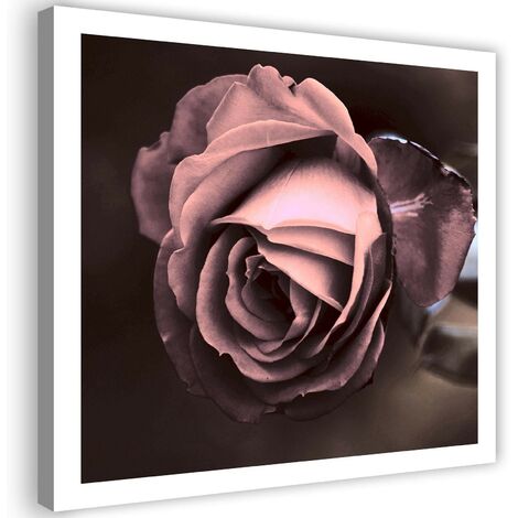Quadro su tela, Bellissimo fiore di rosa rosa - 50x50