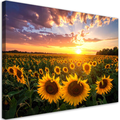 Quadro su tela, Campo di girasoli tramonto, 30x20