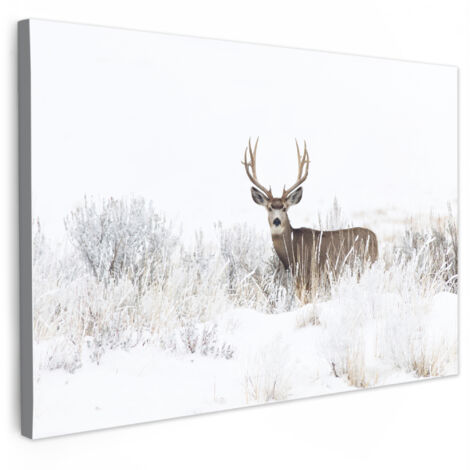 QUADRO SU TELA Cervo - Inverno - Neve - Animali - Stagioni - Bianco 30x20 cm