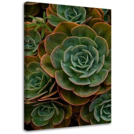 Quadro su tela, Fiore verde succulento - 60x90