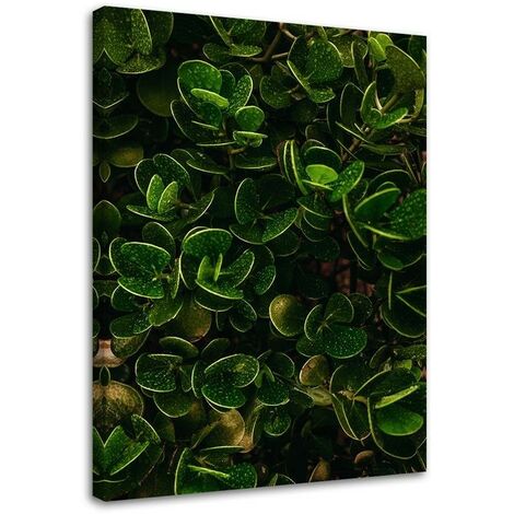 Quadro su tela, Foglie verdi esotiche - 60x90