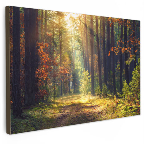 QUADRO SU TELA Foresta - Autunno - Alberi 150x100 cm