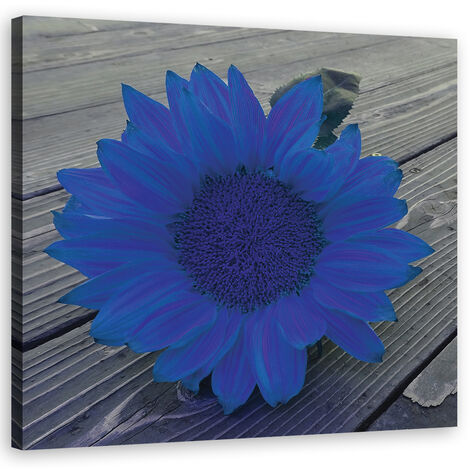 Quadro su tela, Girasole blu - 30x30