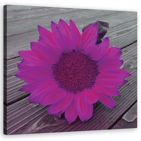 Quadro su tela, Girasole rosa - 30x30
