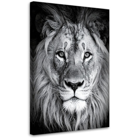 Quadro su tela, Leone africano in bianco e nero, 20x30