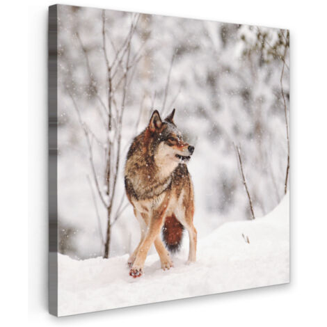 QUADRO SU TELA Lupo - Inverno - Neve - Natura - Animali 50x50 cm