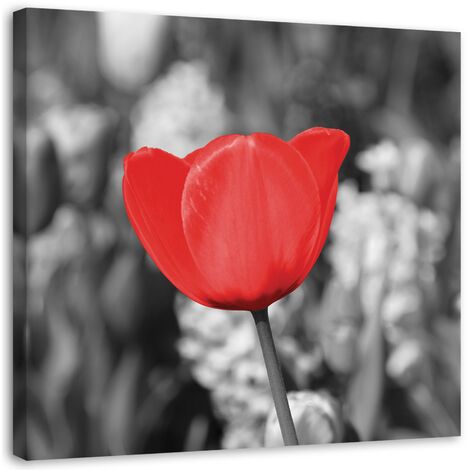 Quadro su tela, Moderno fiore di tulipano rosso su prato - 50x50