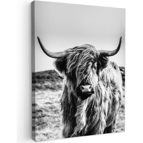 QUADRO SU TELA Mucca - Highlander scozzese - Nero - Bianco - Animale - Natura - Fauna selvatica 60x80 cm