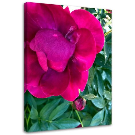 Quadro su tela, Peonia fiore rosa - 60x90