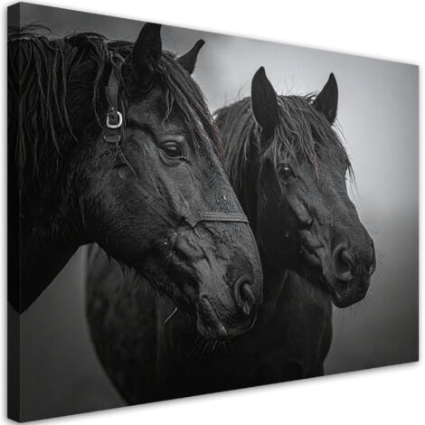 Quadro su tela, Teste di cavallo nero animali natura, 100x70