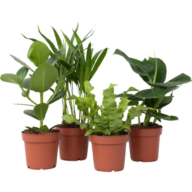 Plant In A Box - Plantes d'intérieur - Set de 4 - Areca Asplenium Clusia Musa - H25-40cm - ⌀12cm