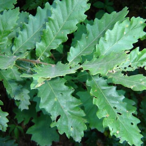 Quercus cerris - Chêne chevelu ou Chêne lombard Pot de 7,5L/10L