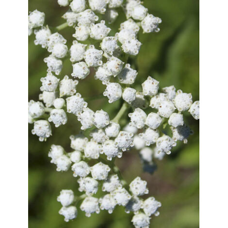 Quinine sauvage Godet de 8/9 cm