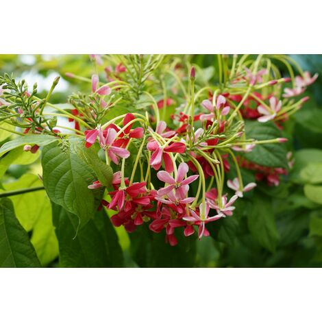 Quisqualis indica o Combretum indicum, Lonicera Cinese, Rangoon Creeper FOTO REALI RAMPICANTE