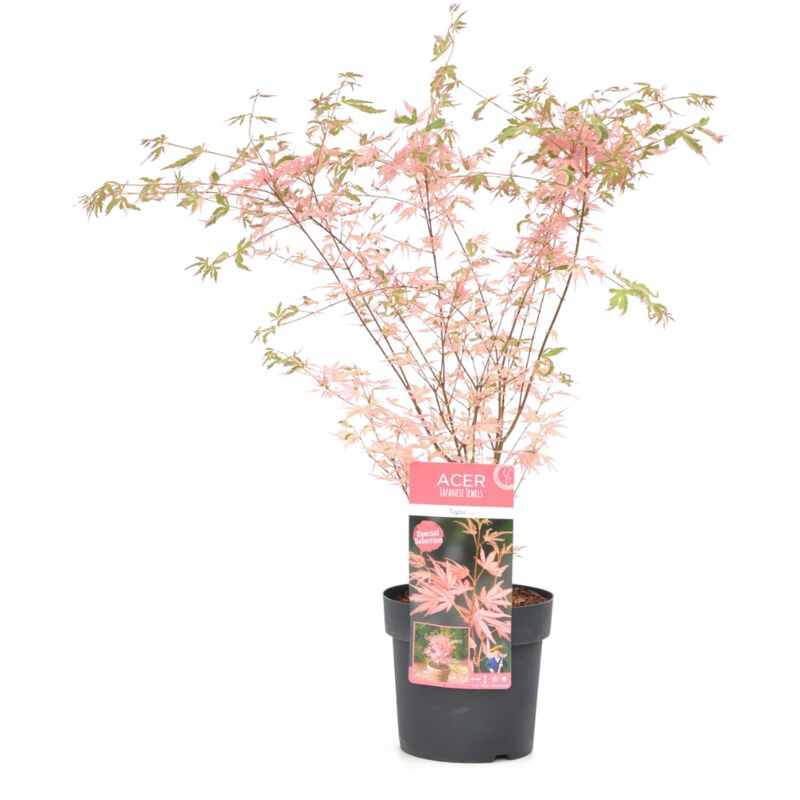 Plant In A Box - rable du Japon 'Taylor' - érable japonais - Pot 19cm - Hauteur 50-60cm - Vert