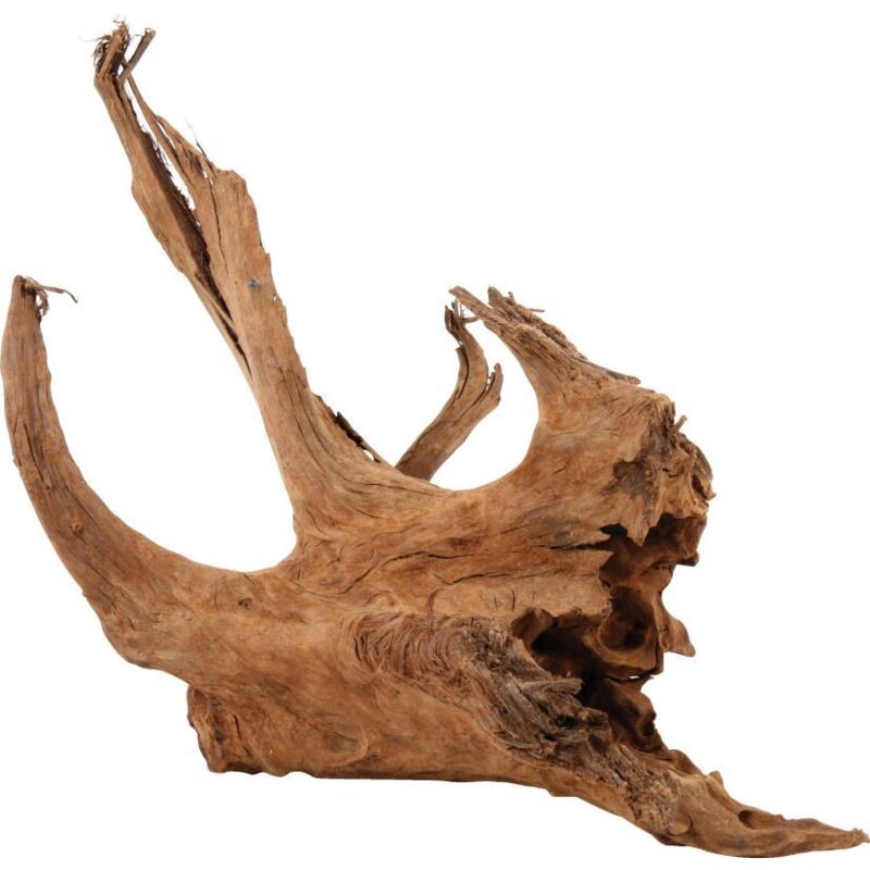 Racine mangrove large 40/60cm