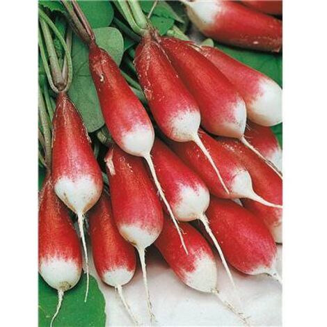 RADIS BAMBA - 10 G - GRAINES DE LÉGUME