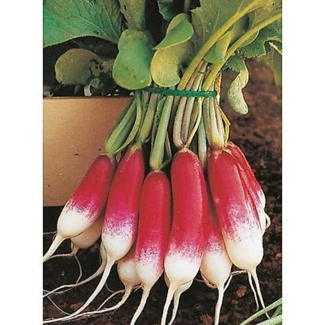 RADIS DE DIX HUIT JOURS - 100 G - GRAINES DE LÉGUMES