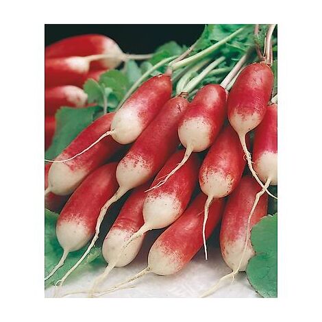 RADIS FLAMBOYANT - 20 G - GRAINES DE LÉGUMES