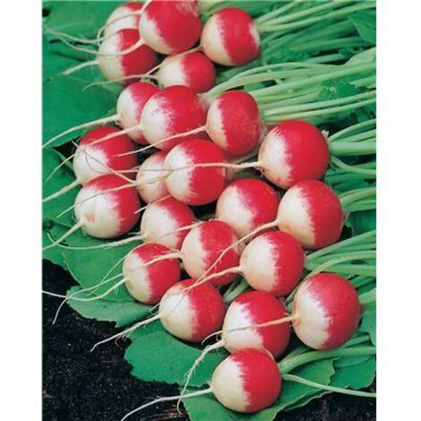 RADIS GAUDRY 2 - 10 G - GRAINES DE LÉGUMES