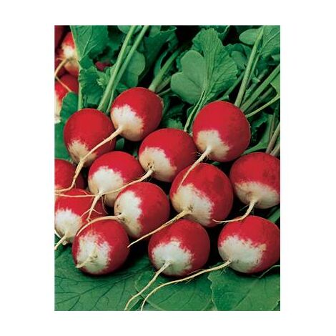 RADIS NATIONAL - 10 G - GRAINES DE LÉGUMES