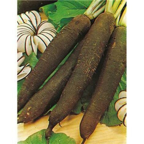RADIS NOIR GROS LONG HIVER DE PARIS - 10 G - 6 à 8 semaines