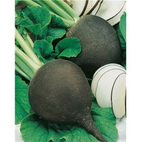RADIS NOIR GROS ROND D HIVER - 10 G - Graines de légumes