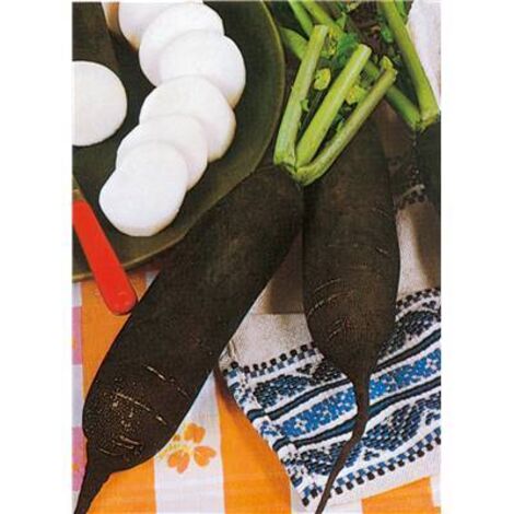 RADIS NOIR LONG POIDS D HORLOGE - 5 G - Graines de légumes
