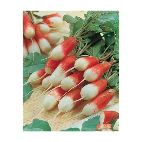 RADIS PERNOT CLAIR - 10 G - Graines