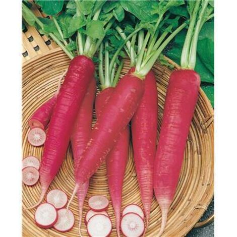 RADIS ROSE DE PAQUES 3 - 10 G - Graines de légumes