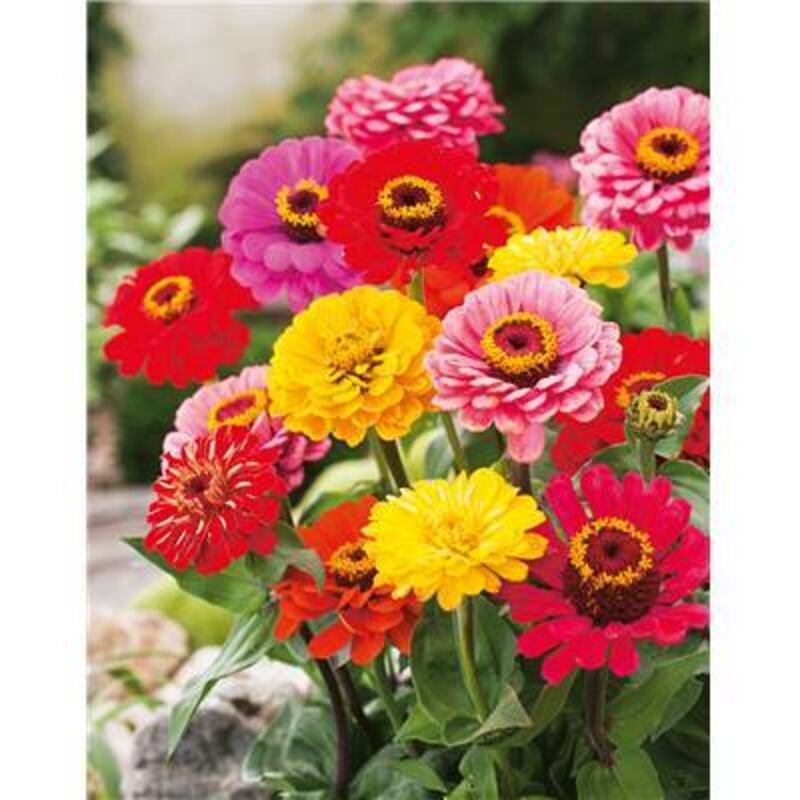 Zinnia Geant De Californie