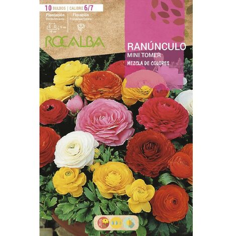 RANUNCULO MINI TOWER MEZCLA DE COLORES - 10 UD