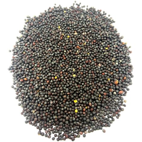 Rapssamen 200 g Naturkostladen