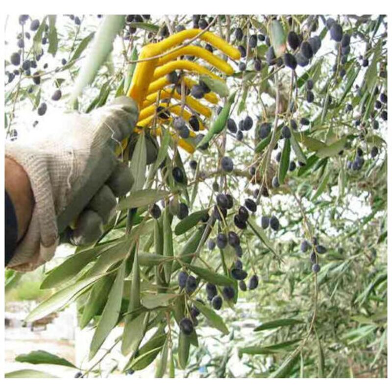 Rastrello Raccolta Olive