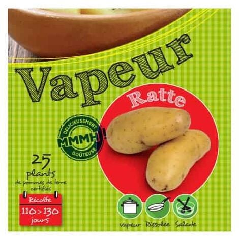 DEBAERE Ratte 25 Plants de pomme de terre