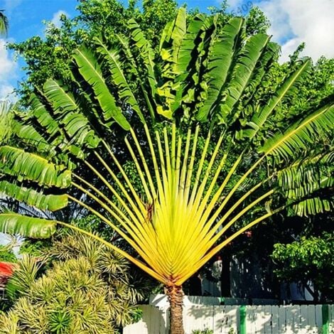 VIVAIO GARDEN FOREST Ravenala madagascariensis - Palmier du voyageur photos réelles H 140 cm