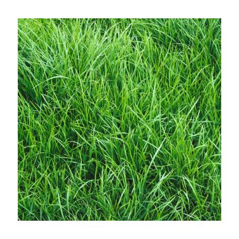 RAYGRASS ANGLAIS AUBISQUE 1 KG