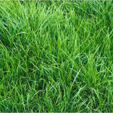 RAYGRASS ANGLAIS MAJA - 1 KG - ENGRAIS