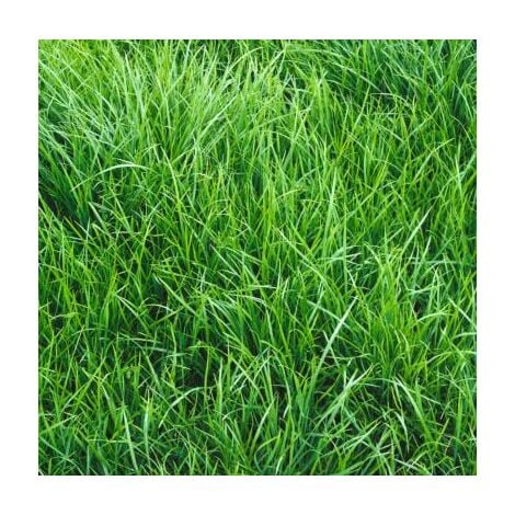 RAYGRASS ANGLAIS VESUVE 1 KG