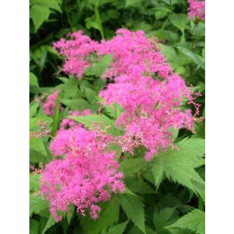 Reine des près, Filipendule pourpre 'Elegans' Godet de 8/9 cm