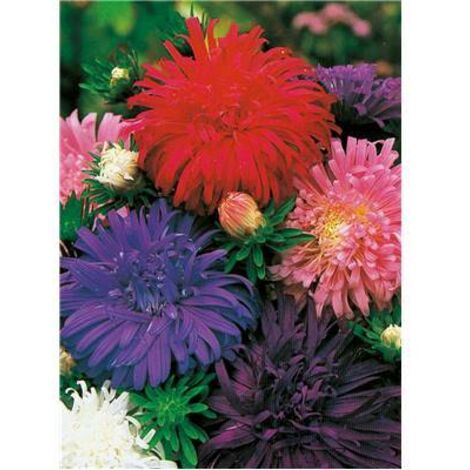 REINE DES SUPER GEANTES - 1 G - GRAINES DE FLEURS