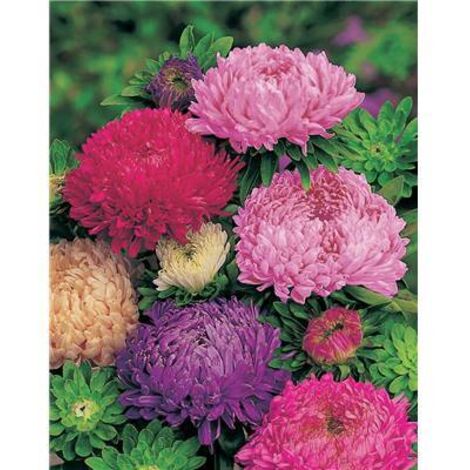 REINE MARGUERITE BEAUTE D'AMERIQUE - 1 G - GRAINES
