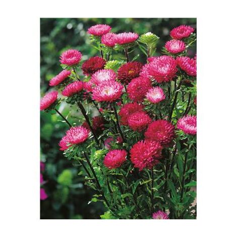 REINE MARGUERITE CERISE - 1 G - GRAINES DE FLEURS