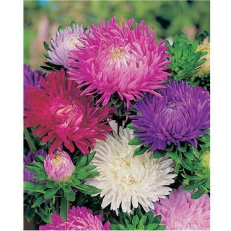 REINE MARGUERITE FRISSON - 0.5 G - GRAINES DE FLEURS
