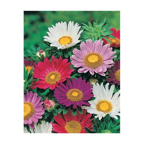 REINE MARGUERITE MADELEINE GEANTE - 1 G - GRAINES